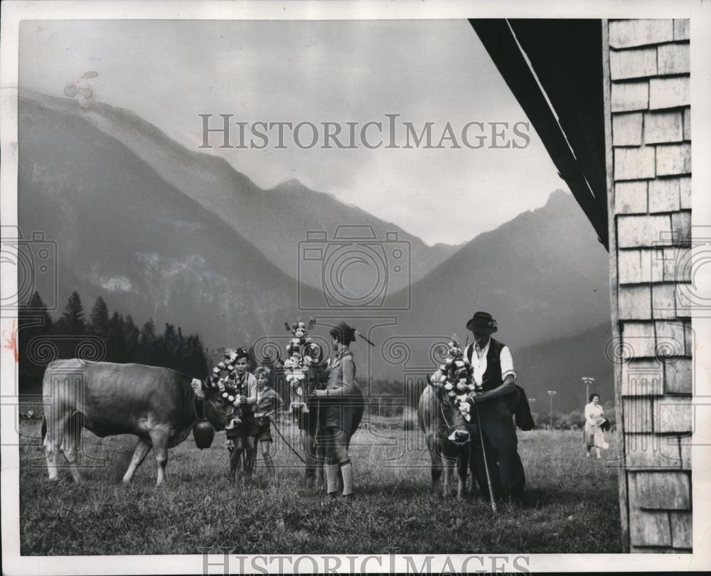 1953 Press Photo Mindelang Germany cows in pasture in Barvaria - Historic Images