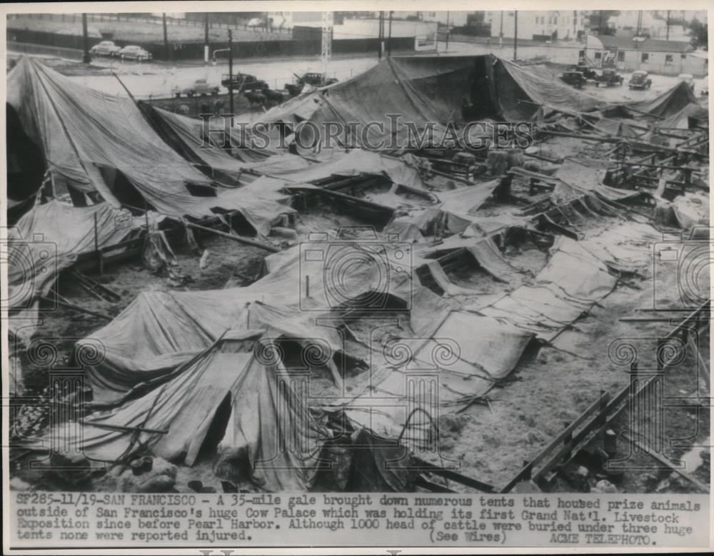 1946 Press Photo Gale brought down tents of prize animals - Historic Images