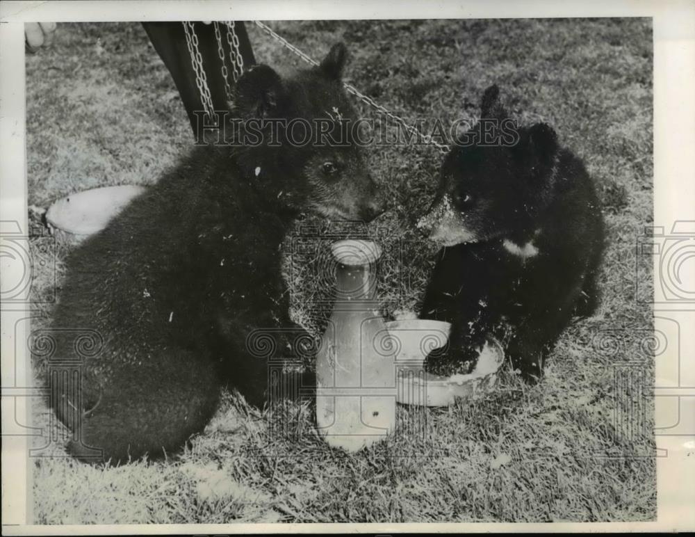 1946 Press Photo Fuzzy and Buzzy, 6-month old bear cubs - Historic Images