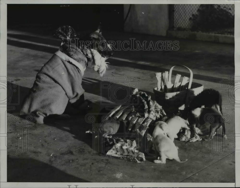 1933 Press Photo Artur owned by Bill Sharpless shared basket of bones to pooches - Historic Images