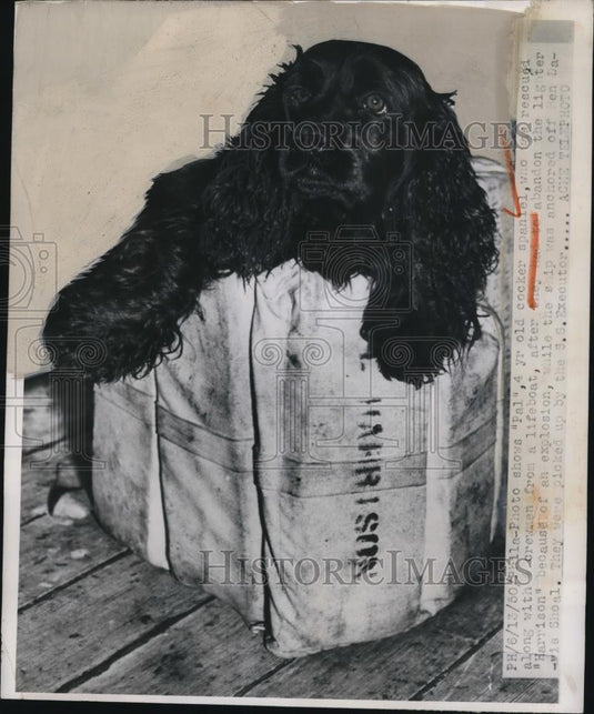1950 Press Photo "Pal" a cocker spanial was rescued with a crewmen in a lifeboat - Historic Images