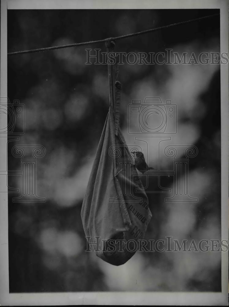 1947 Press Photo A wren on a clothespin bag - Historic Images