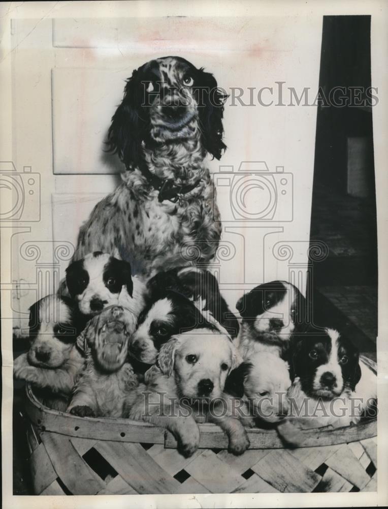 1947 Press Photo Freckles proud on her 12 yipping liter pups - Historic Images