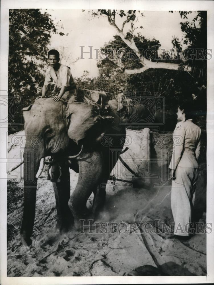 1945 Press Photo Janet Schwertman Watches Logging Operation With Elephants Burma - Historic Images