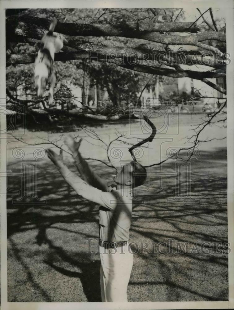 1937 Press Photo Trailer, a Fox Terrier owned by John Corjasso, climbs a tree - Historic Images