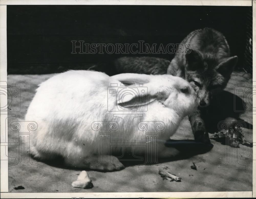 1944 Press Photo San Francisco a rabbit & young fox at the zoo - Historic Images