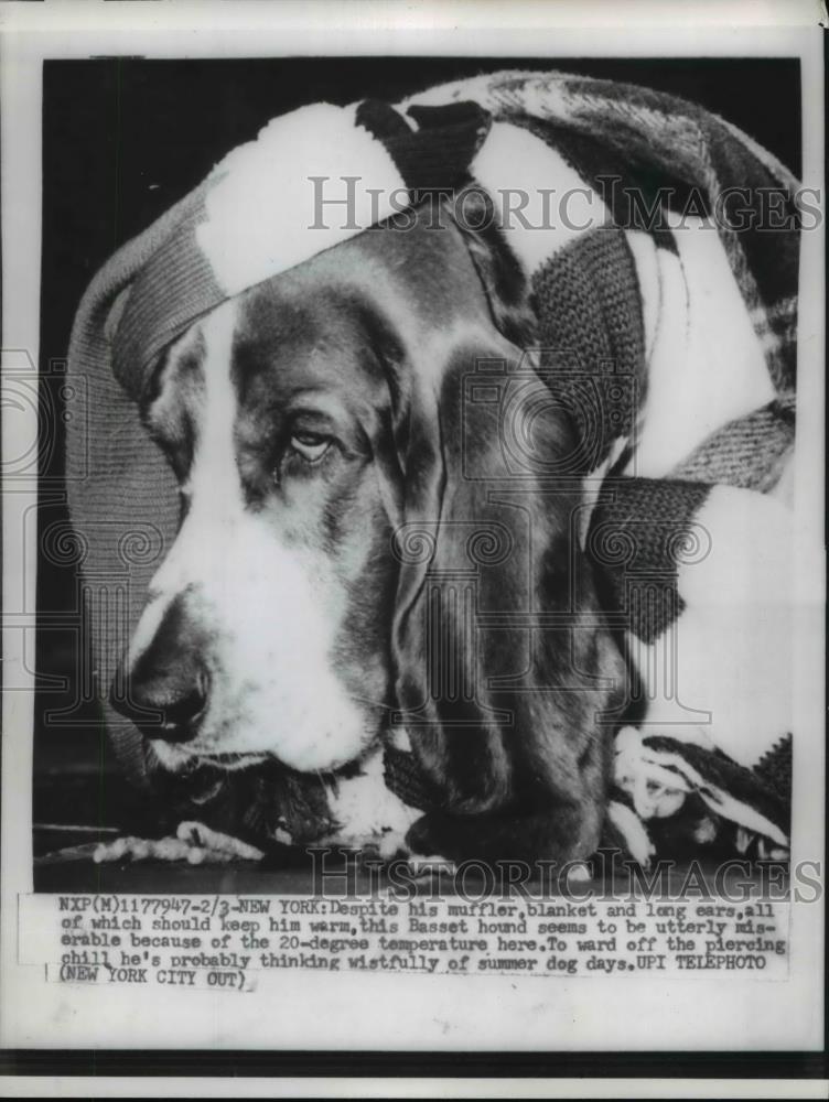 1959 Press Photo A Basset hound utterly miserable due to 20-degree temperature - Historic Images