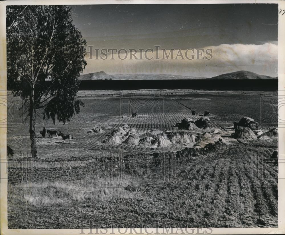 1959 Press Photo Lake Titicaca region of Bolivia and a farm scene - Historic Images