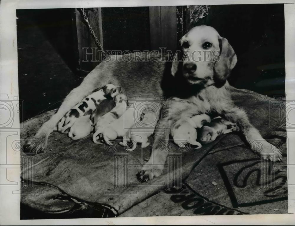 1945 Press Photo Lena, pure-bred dog feeds her new born puppies - Historic Images