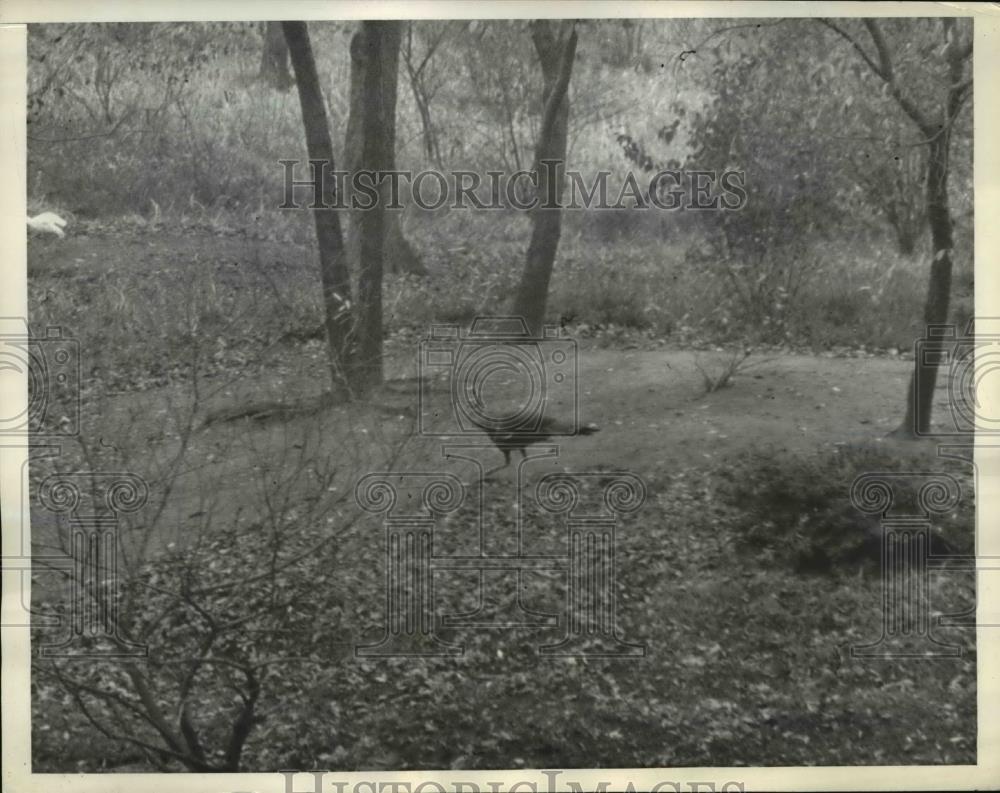 1935 Press Photo Peacock outruns the police - Historic Images