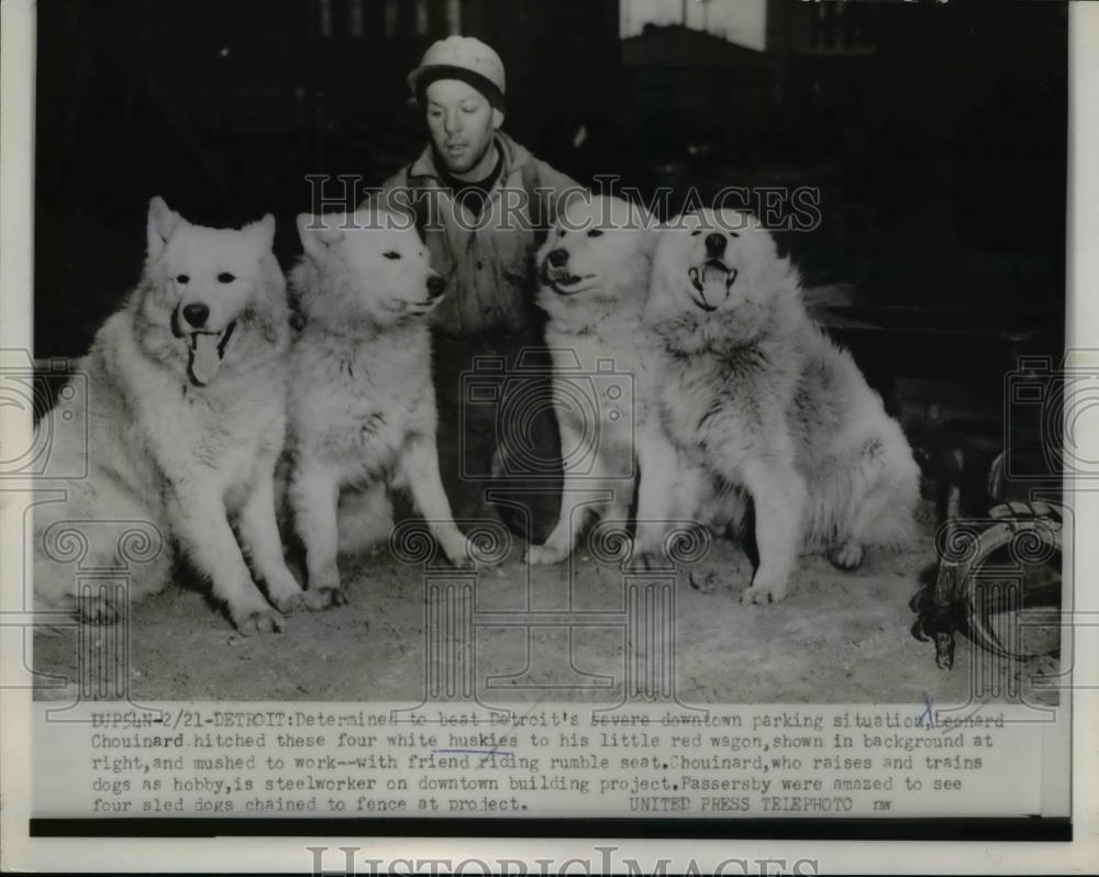 1953 Press Photo Leonard Chouinard and the four white huskies that he hitched - Historic Images