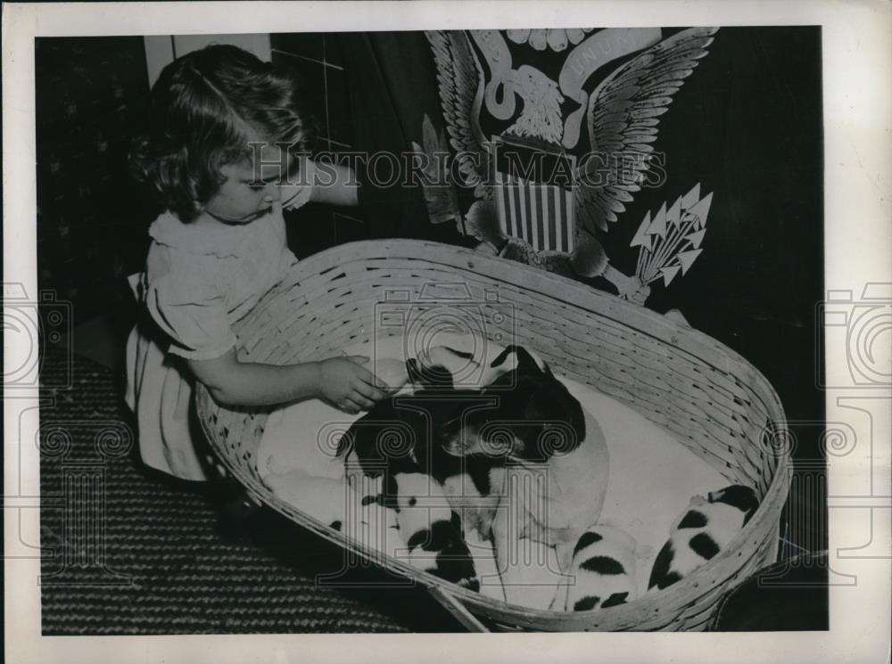 1945 Press Photo Barbara Salas feeding a Fox Terrier puppy with her old bottle - Historic Images