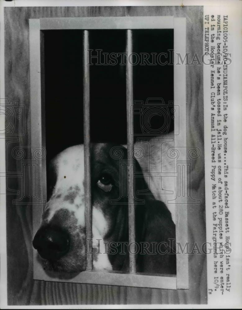 1960 Press Photo One of the 280 puppies for Hoosier Kennel All Breed Match - Historic Images