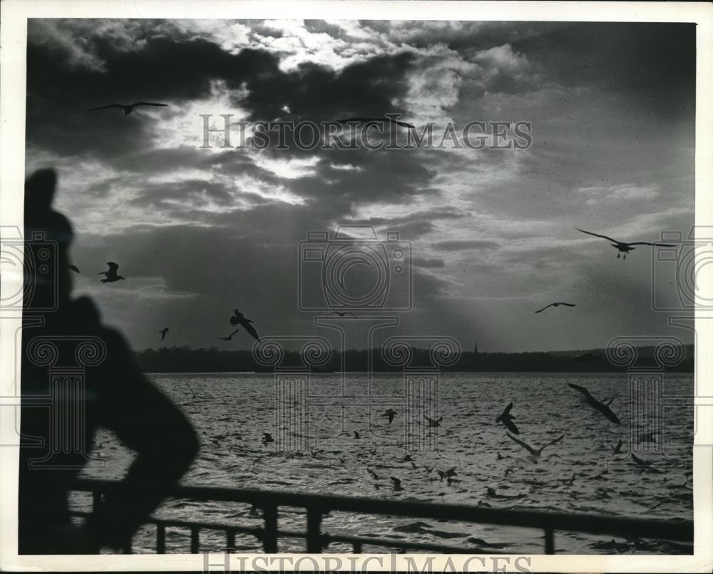 1941 Press Photo Fort Hamilton Brooklyn NY gulls over water at sunset - Historic Images