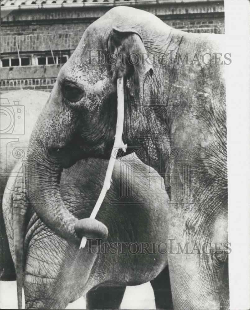 Press Photo Jumbo The Elephant Scratches An Itch - Historic Images