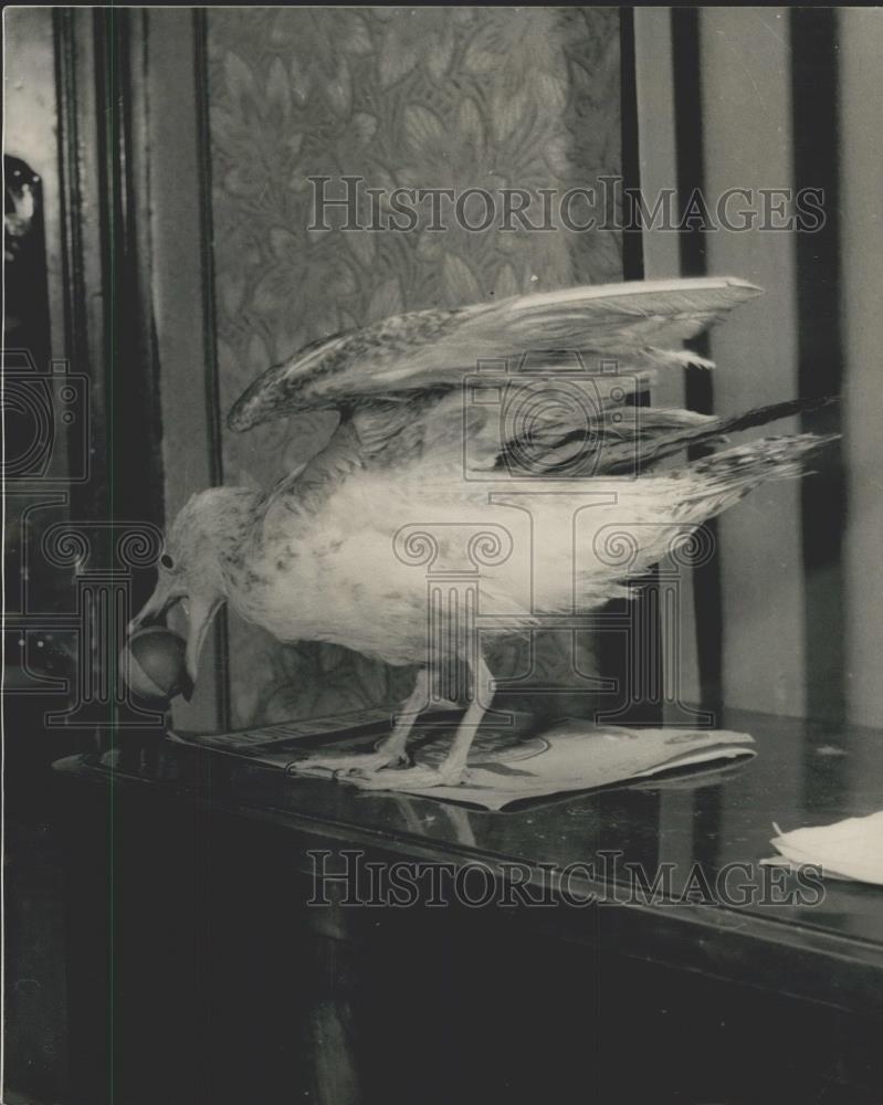1980 Press Photo Bird on top of piano with a ball - Historic Images