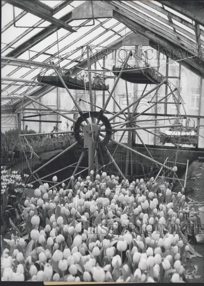 1965 Press Photo Carlheinz Scheidtmann designed garden - Historic Images