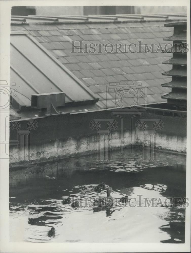 1955 Press Photo Duck andchicks their in water tank at Clearkenwell Distillery - Historic Images