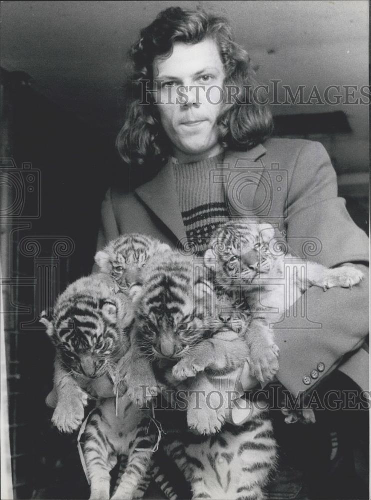 1974 Press Photo Krefeld zoo keeper and set of five lively tiger cubs - Historic Images