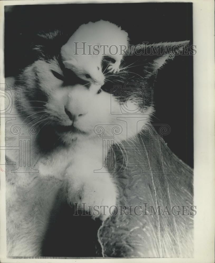 1958 Press Photo The Cat and the Mouse - Historic Images