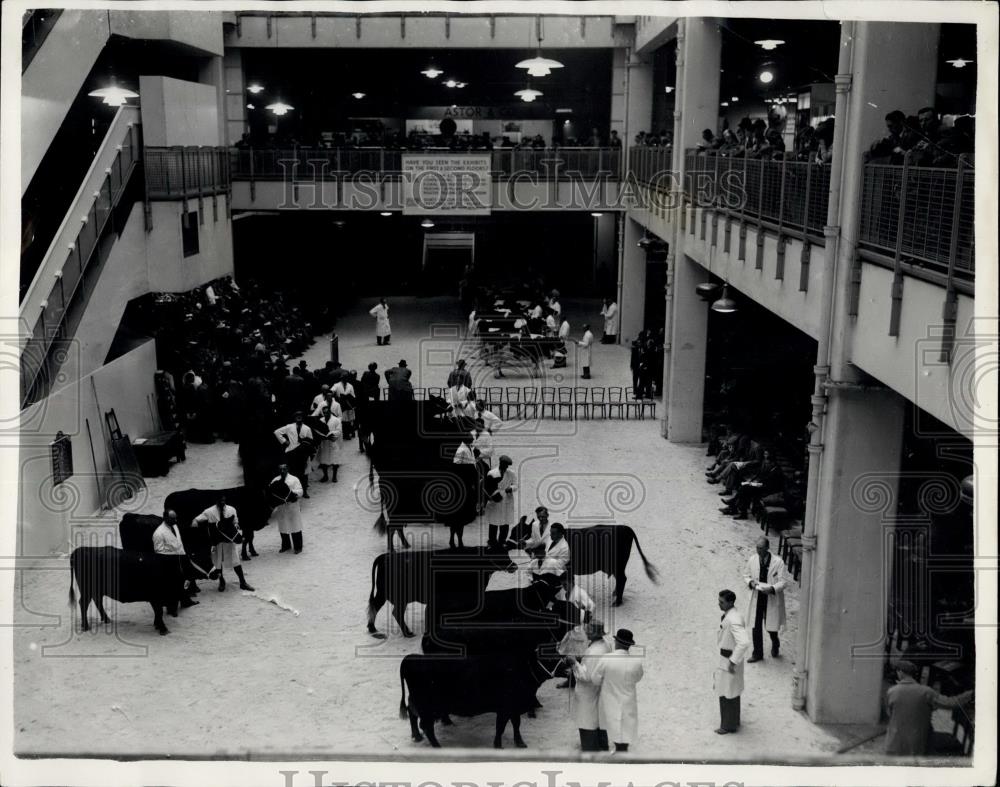 1953 Press Photo Opening Of The Dairy Show At Olympia Judging Cattle - Historic Images