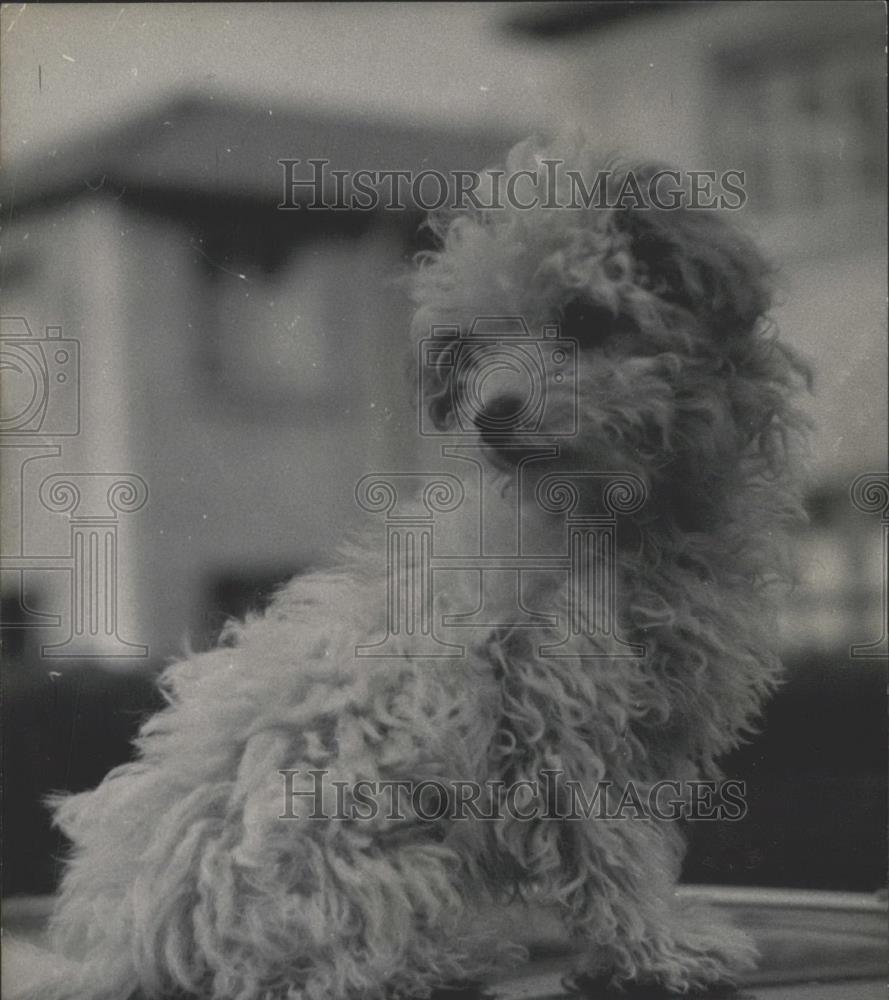 1956 Press Photo Dog starring in a film insured for Â£10,000 &quot;Foufouille - Historic Images