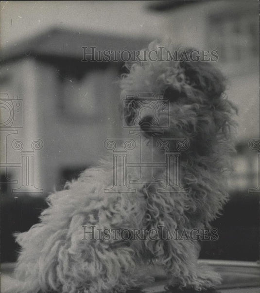 1956 Press Photo Dog starring in a film insured for Â£10,000 "Foufouille - Historic Images
