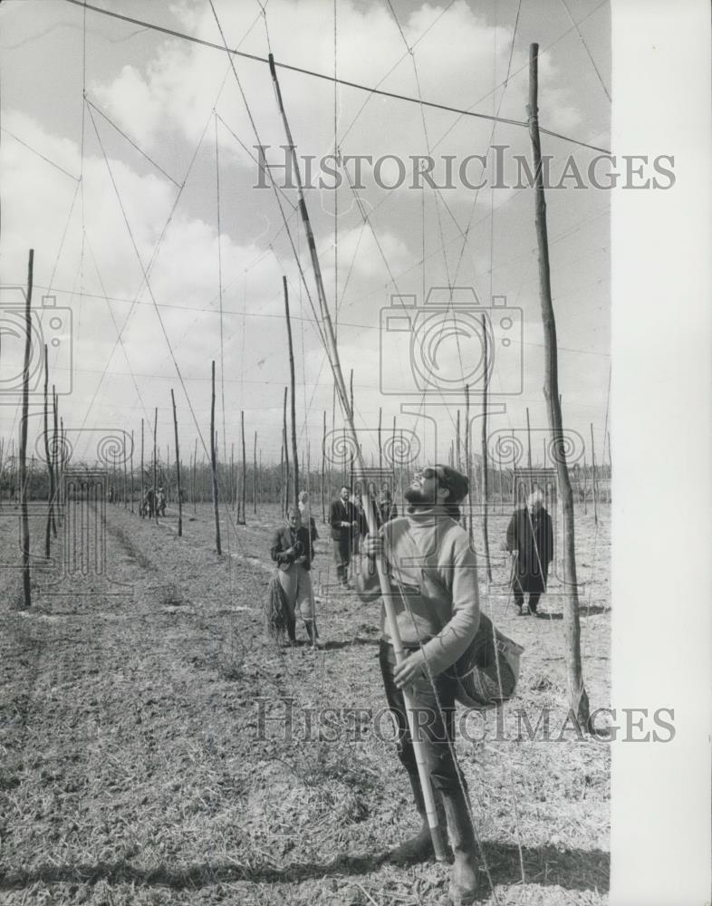 1972 Press Photo Mr. D. Hatcher in hop stringing competition - Historic Images