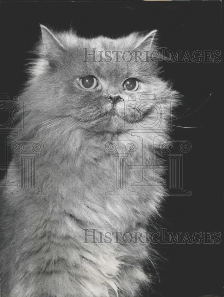 1958 Press Photo Morice the Swiss Platinum Cat - Historic Images