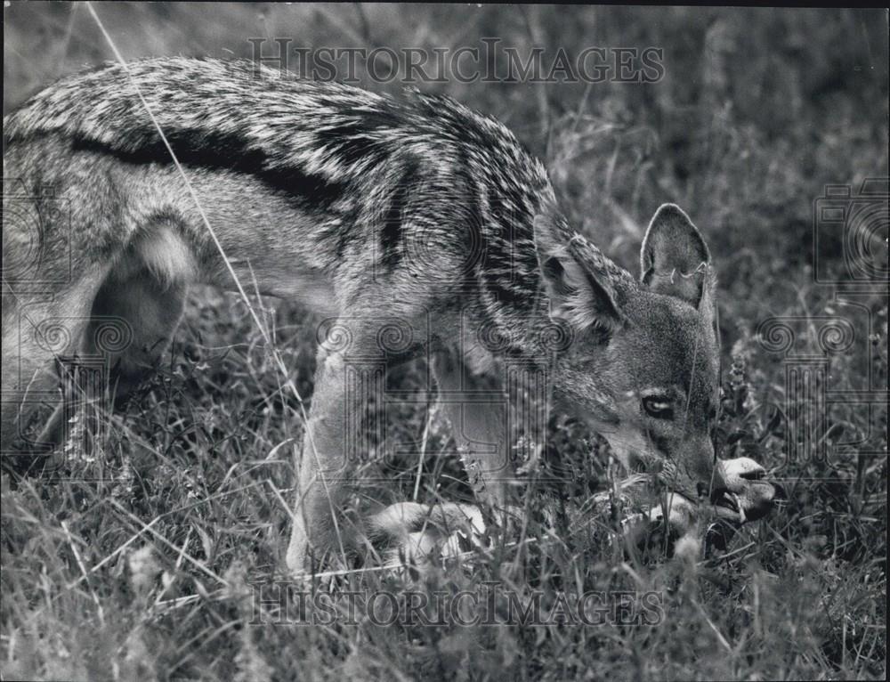 Press Photo A fox and his meal - Historic Images