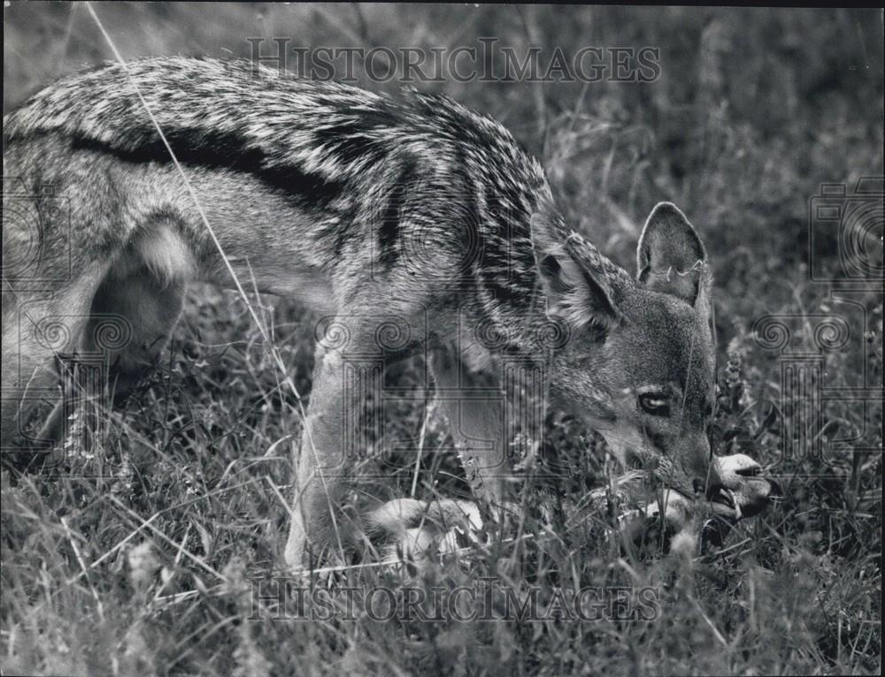 Press Photo A fox and his meal - Historic Images
