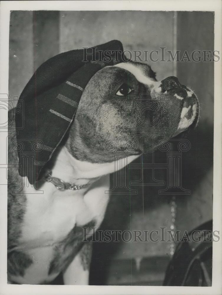 1952 Press Photo Champion Panfield Awldogg ,BritishBoxer Club Show - Historic Images