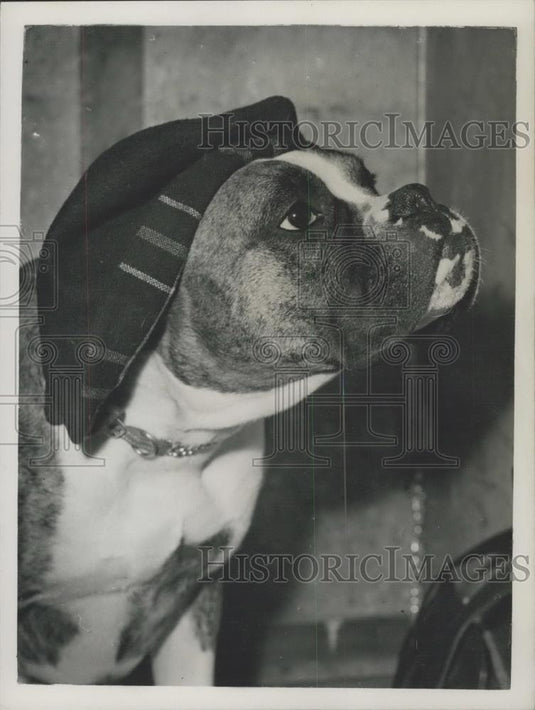 1952 Press Photo Champion Panfield Awldogg ,BritishBoxer Club Show - Historic Images