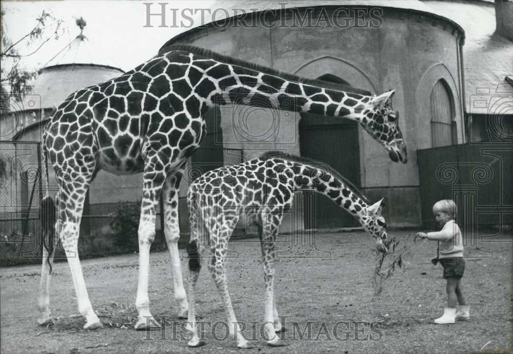 1965 Press Photo Hellabrunn zoo,giraffes and 3 yr old Ludwig - Historic Images