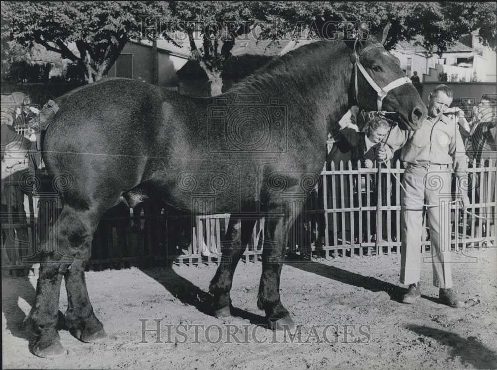 1961 Press Photo Champion horse &quot;Pirate&quot; sold for a million francs at show - Historic Images