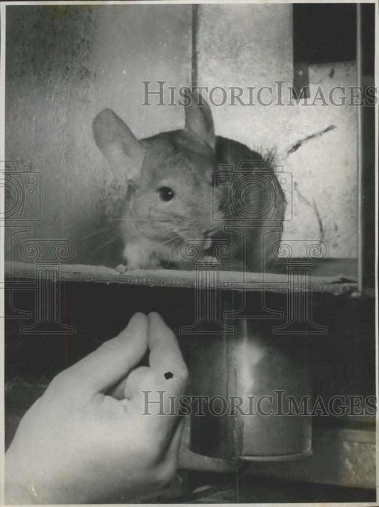 Press Photo Chinchilla farm in Munich - Historic Images