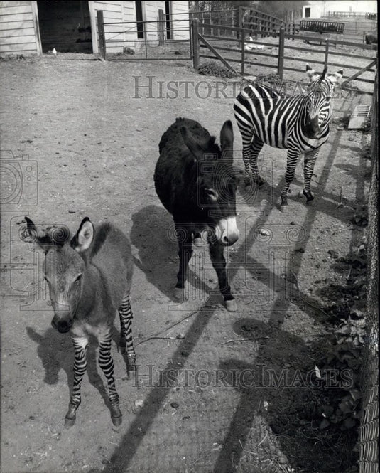Press Photo zebras crossing and donkey - Historic Images
