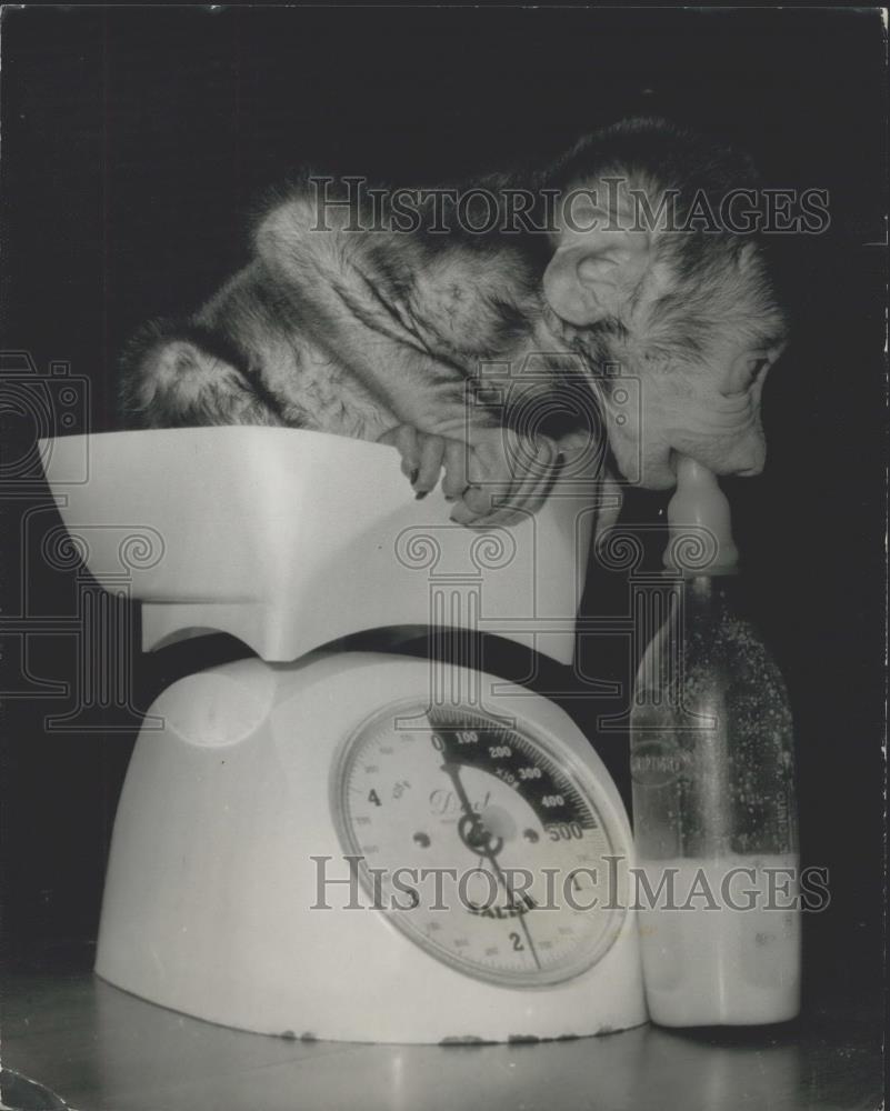 Press Photo Olive Baboons at London Zoo - Historic Images