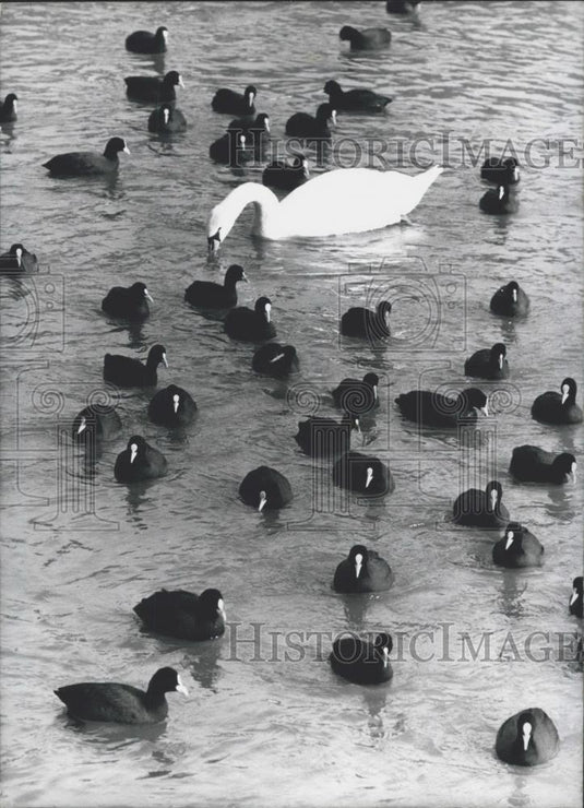 Press Photo Ducks Moving to New Feeding Area Away From Swan - Historic Images