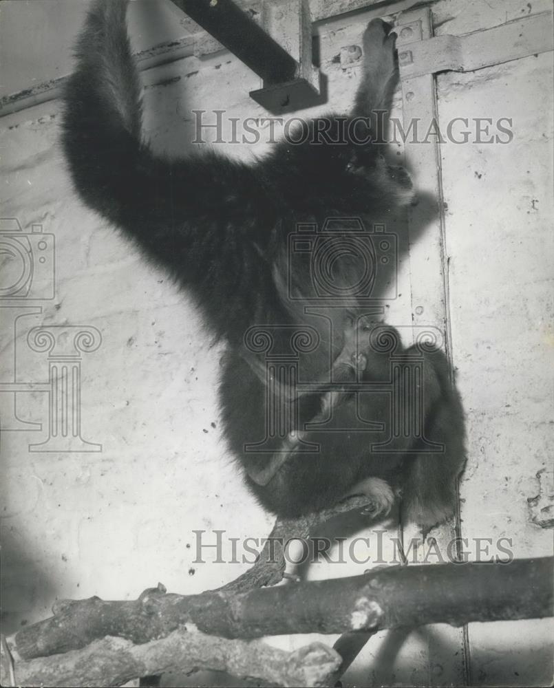 1964 Press Photo white handed Gibbon - seen at Chessington Zoo, - Historic Images