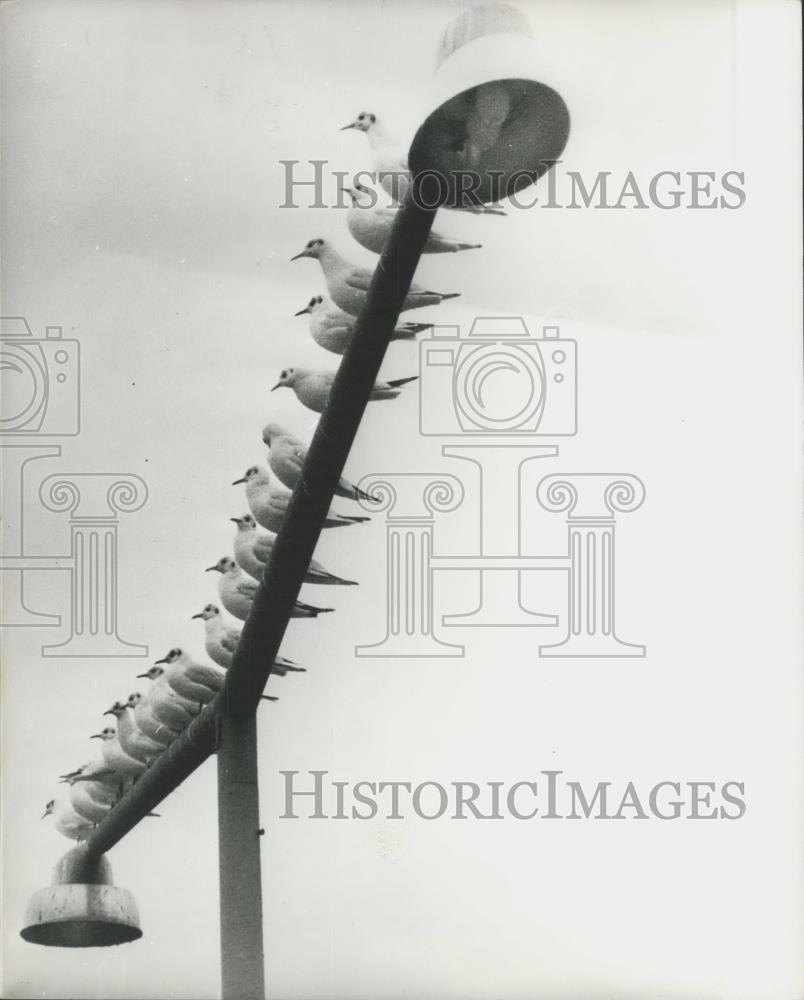 1974 Press Photo Seagulls Perch On Light In Franfurt - Historic Images