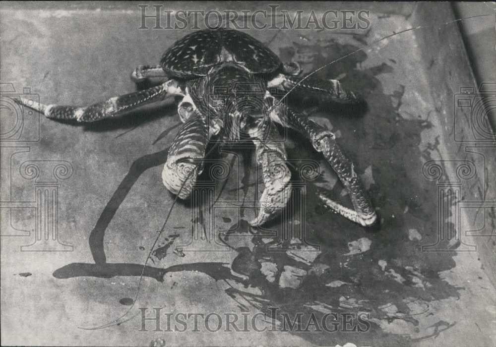 1953 Press Photo Crab At &quot;Jardin Des Plantes&quot; in Paris-1st Live Crab In Eaurope - Historic Images