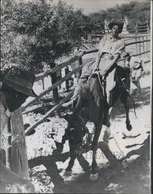 Press Photo Rider Hangs On Desperately When Rookie Make Wild Run For Palings - Historic Images