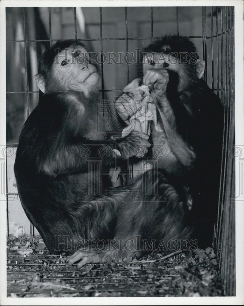 Press Photo Two Monkeys/Chimpanzees - Historic Images