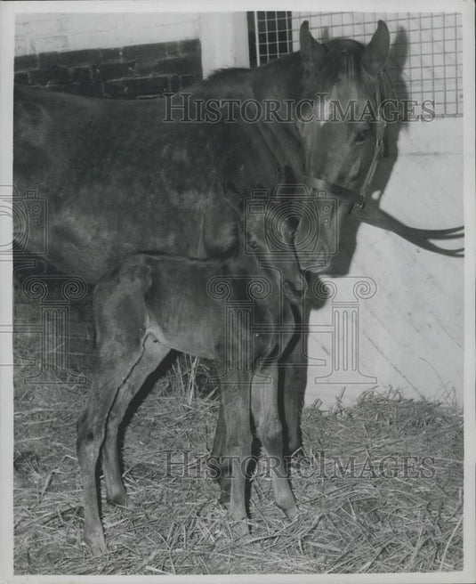 1962 Press Photo TV appeal to save Foal - Historic Images