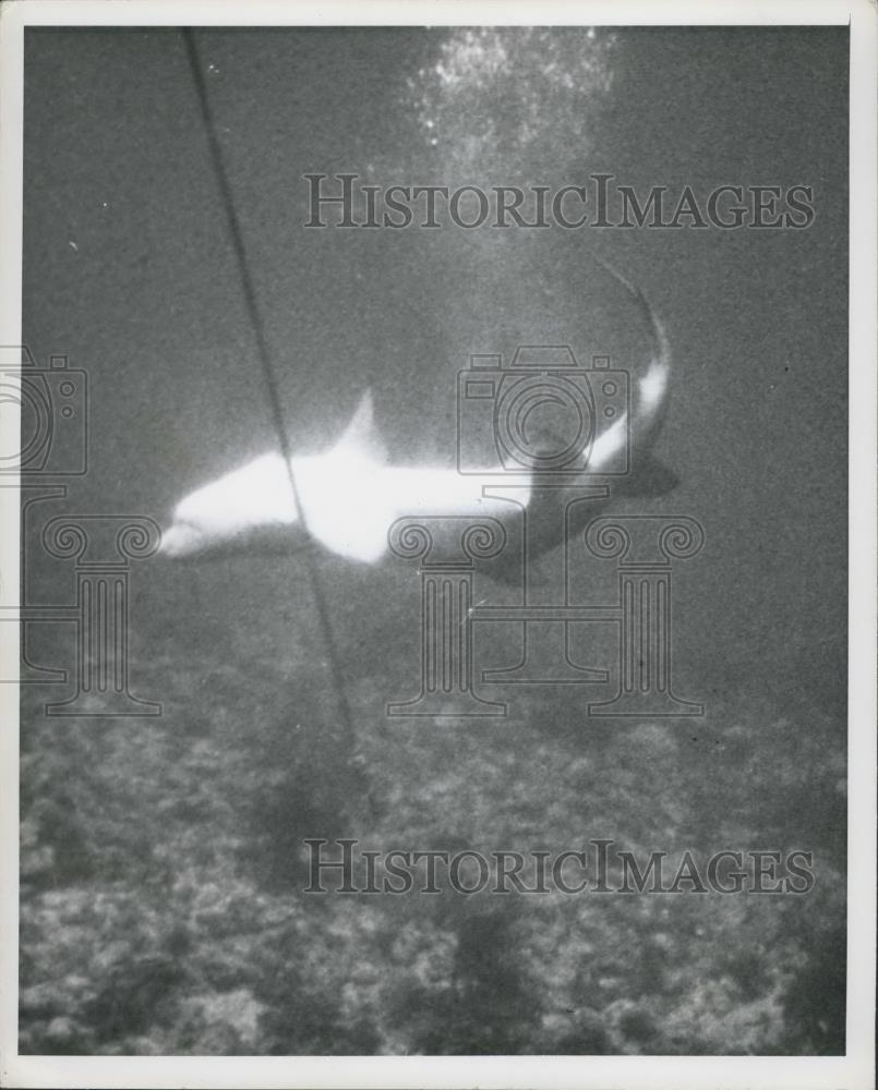 Press Photo Shark - Historic Images