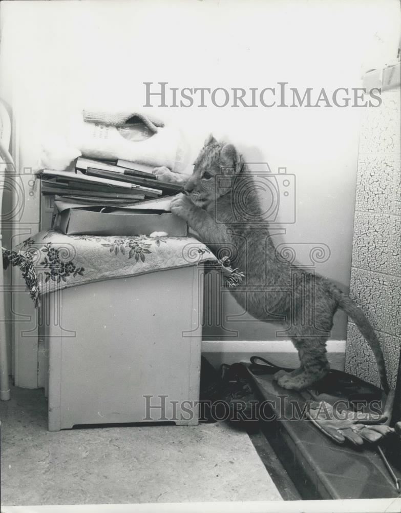 Press Photo Lion cub about to Ã¢â¬ÅinvestigateÃ¢â¬Â a pile of books - Historic Images