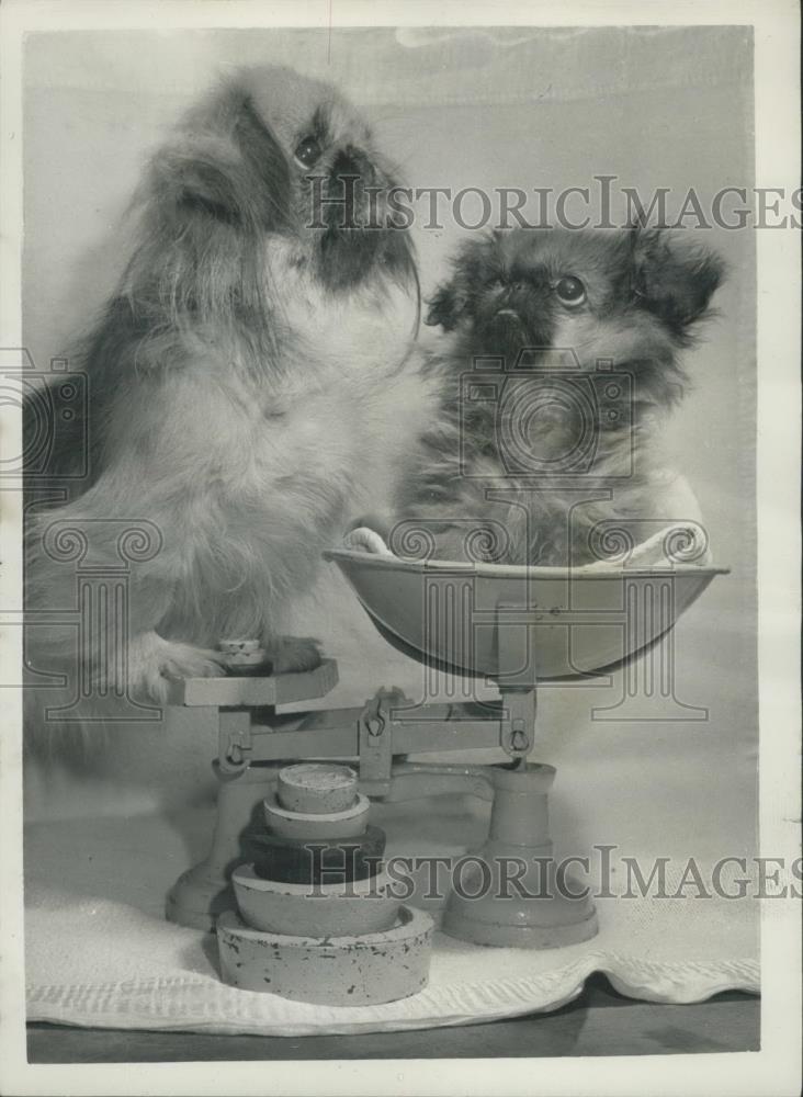 Press Photo Miniature Peke Weighs Her Baby - Historic Images