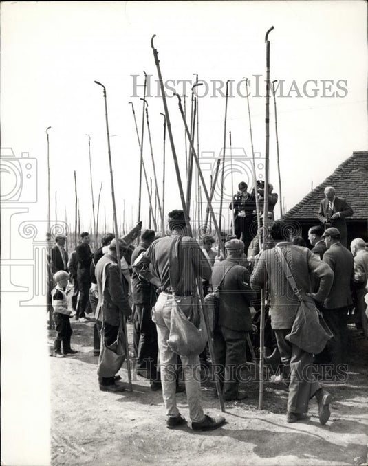 1968 Press Photo HOP Stringing Competition - Historic Images