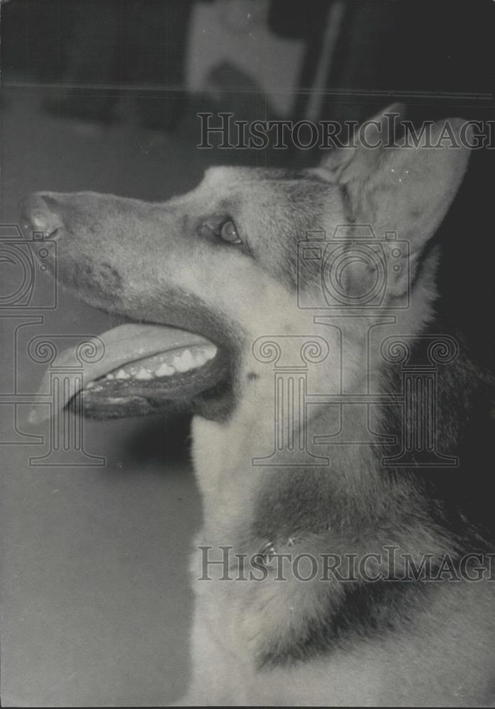 1957 Press Photo Police Dogs compete in International Dog Contest - Historic Images